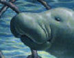 dugong detail