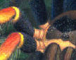 tarantula detail