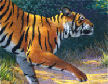 Tiger illustration for jigsaw book