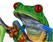 treefrog detail