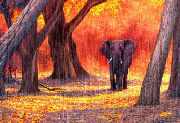 sunset lit elephant