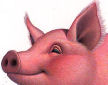 happy pig detail