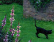 cat in garden detail