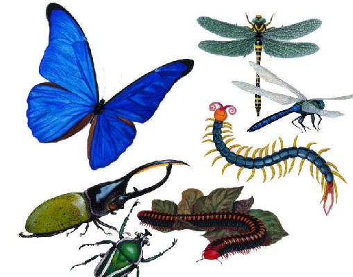 butterfly, beetle, centipede and more