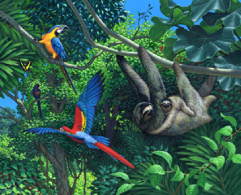 sloths and macaws
