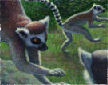 Lemurs detail