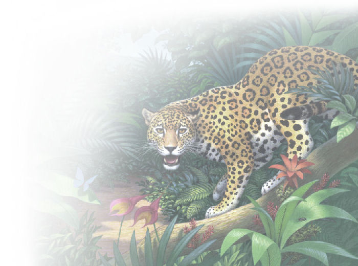 jaguar faded