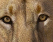 Detail of face of lion