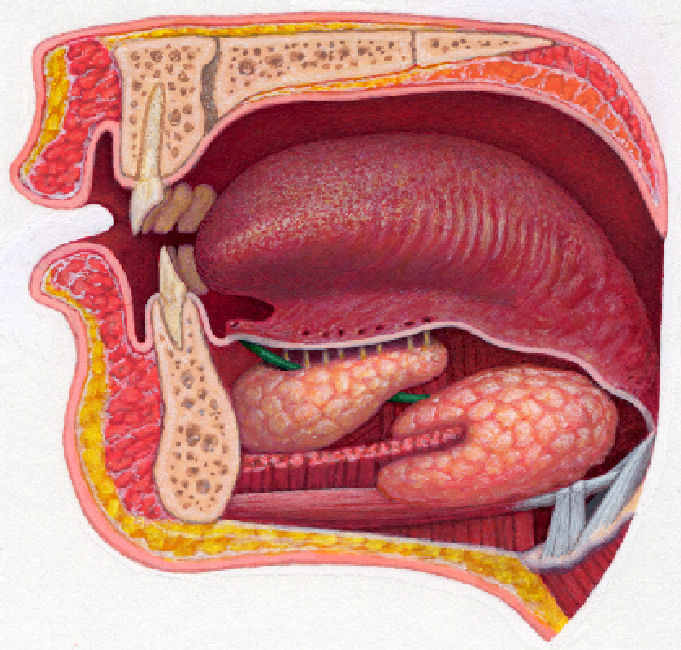 Salivary glands