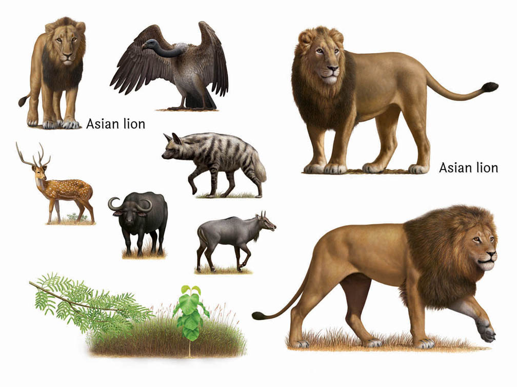 lions and foodchain