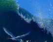 tern in wave detail